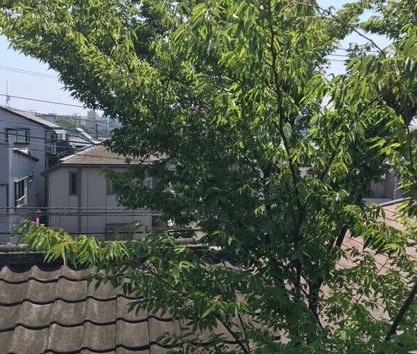 千葉県松戸市　S様邸　コーキング工事　樹木剪定　無料現場調査・見積もり　樹木による瓦の落下 (1)