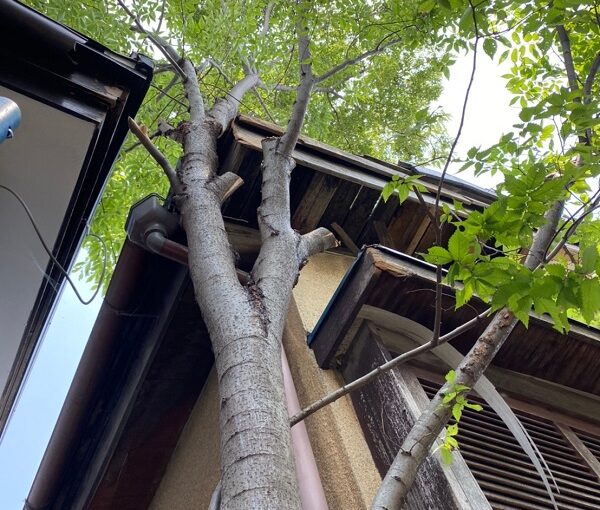 千葉県松戸市　S様邸　コーキング工事　樹木剪定　無料現場調査・見積もり　樹木による瓦の落下 (3)
