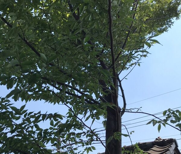 千葉県松戸市　S様邸　コーキング工事　樹木剪定　無料現場調査・見積もり　樹木による瓦の落下 (2)